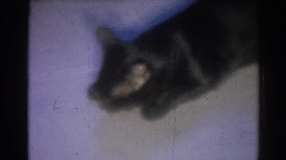 1967 Los Angeles 8mm frame of a dark cat leaning down toward a small fish on a light indoor floor.