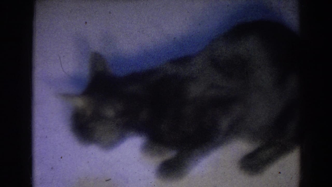 Dark cat stands side-on with its head near the floor.