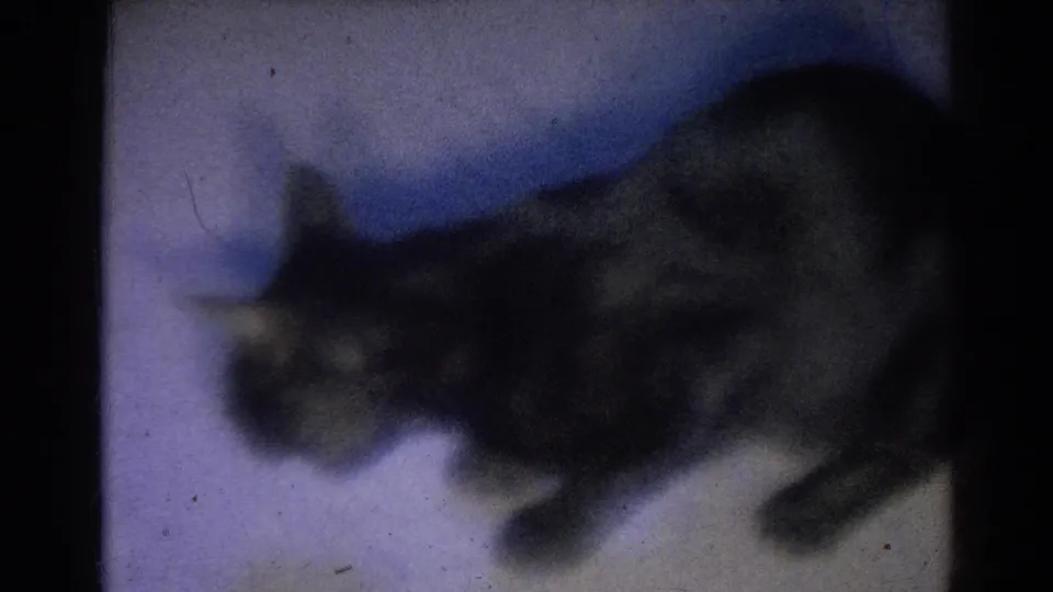 The cat appears in profile on a pale floor, with the small fish near its mouth in the soft 8mm frame.