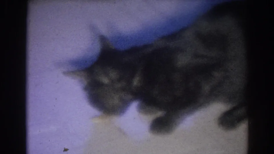 A close 8mm view shows the dark cat facing down toward the small fish on the light-colored floor.