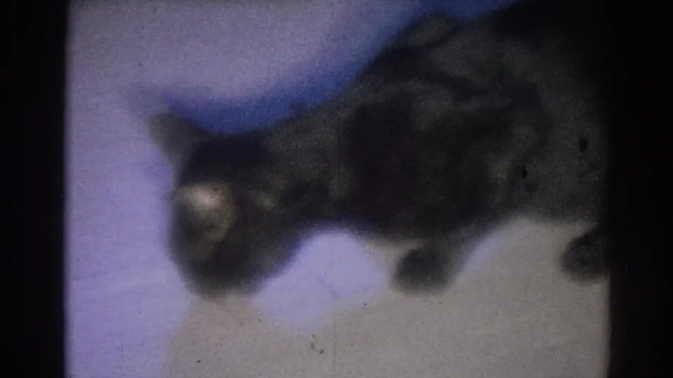 The cat remains bent over the fish on the pale indoor floor, with visible 8mm grain and color shift.