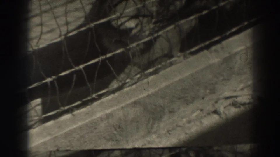 1937 El Monte 8mm frame showing a small bunny partly obscured by wire mesh and wood rails in an outdoor cage.