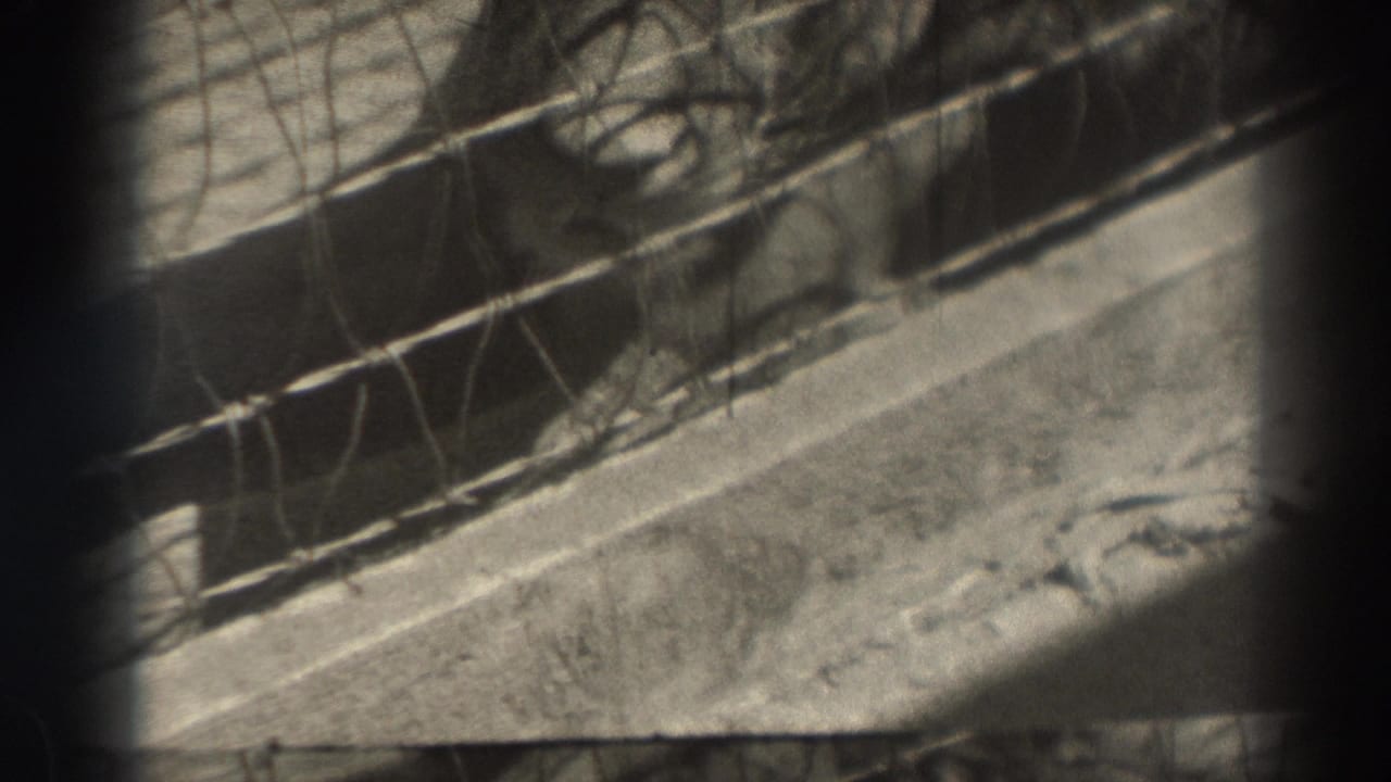 Wire cage and sunlit ground with the bunny partly hidden.