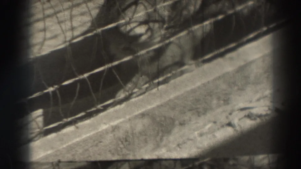 A black-and-white 8mm view of the El Monte rabbit cage, with the bunny difficult to distinguish behind wire and shadow.