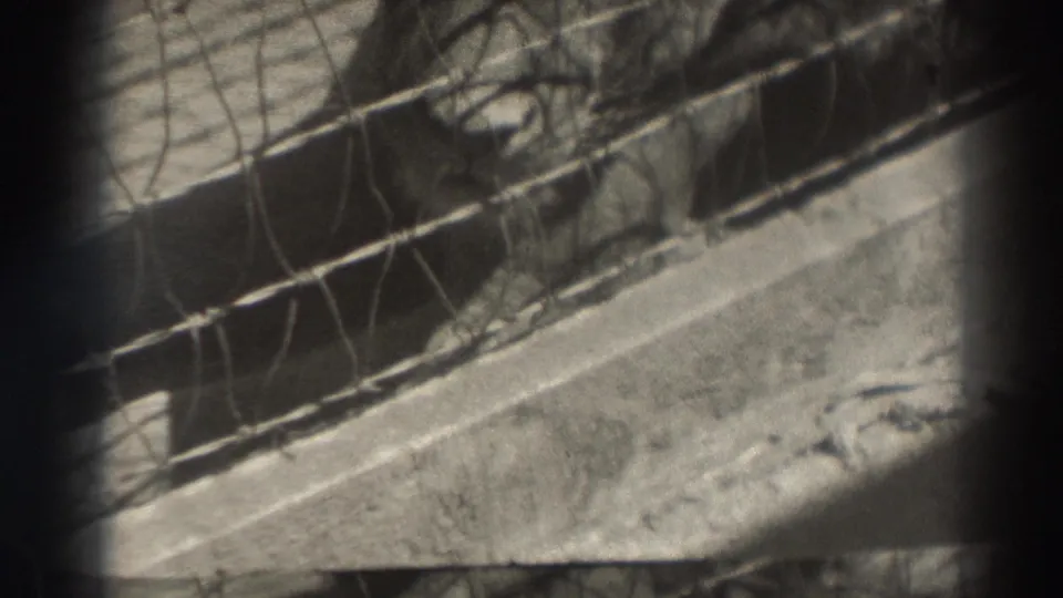A grainy 1937 El Monte frame shows the homemade rabbit cage, with mesh and wood details dominating the view.