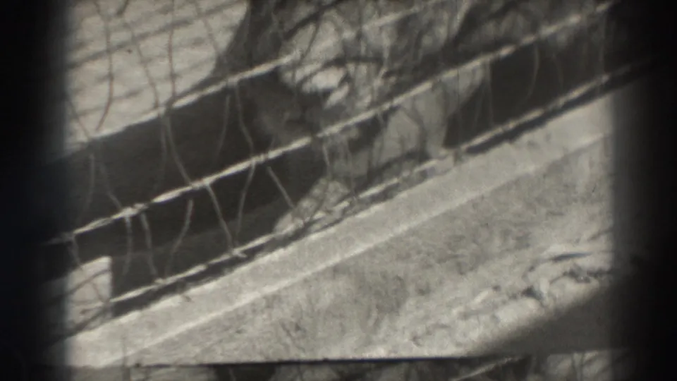 The final 8mm frame holds on the outdoor wire cage in El Monte, with the bunny partly hidden by mesh and exposure.