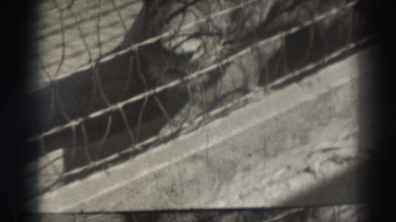 Caged lion lying behind wire mesh and dark bars in a concrete enclosure.
