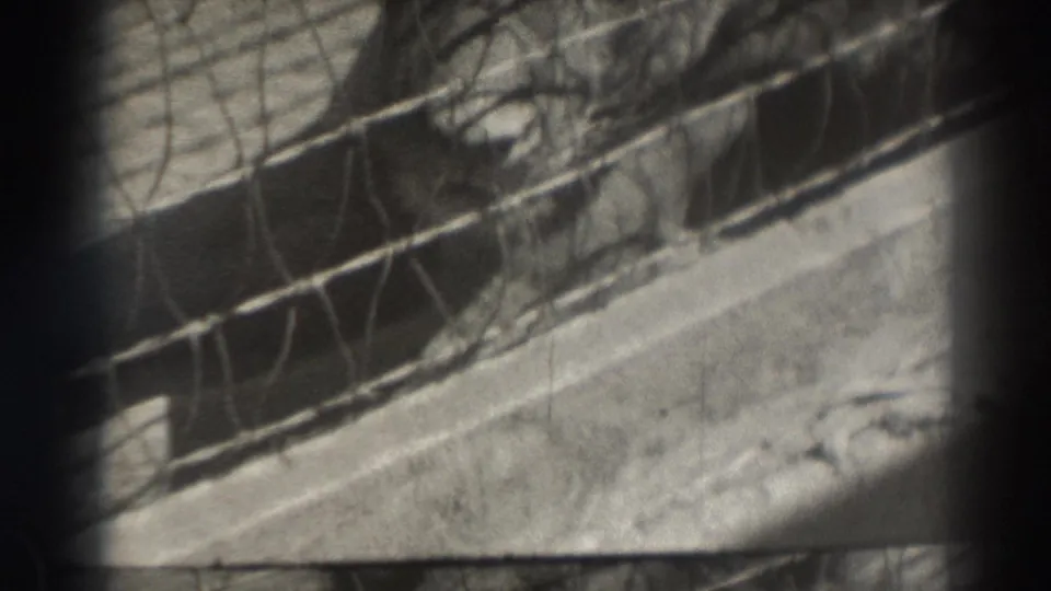 1937 El Monte home-movie frame showing a lion resting behind wire mesh, partially obscured by cage bars and soft 8mm focus.