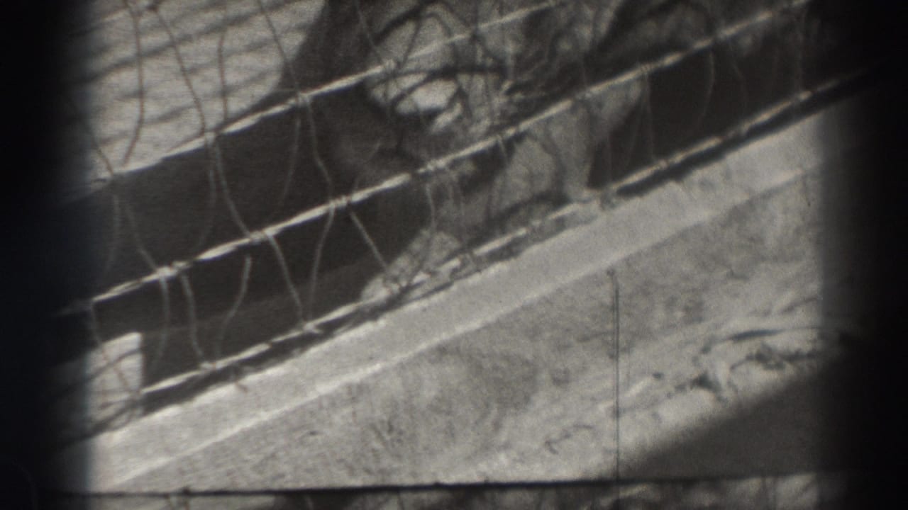 Lion partly hidden behind enclosure bars, with wire mesh across the frame.