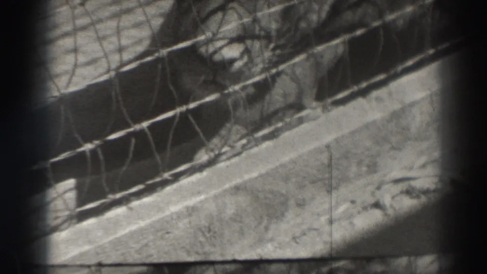 A lion lies near the back of a concrete enclosure in El Monte, seen through dark bars and wire mesh on grainy 1937 8mm film.