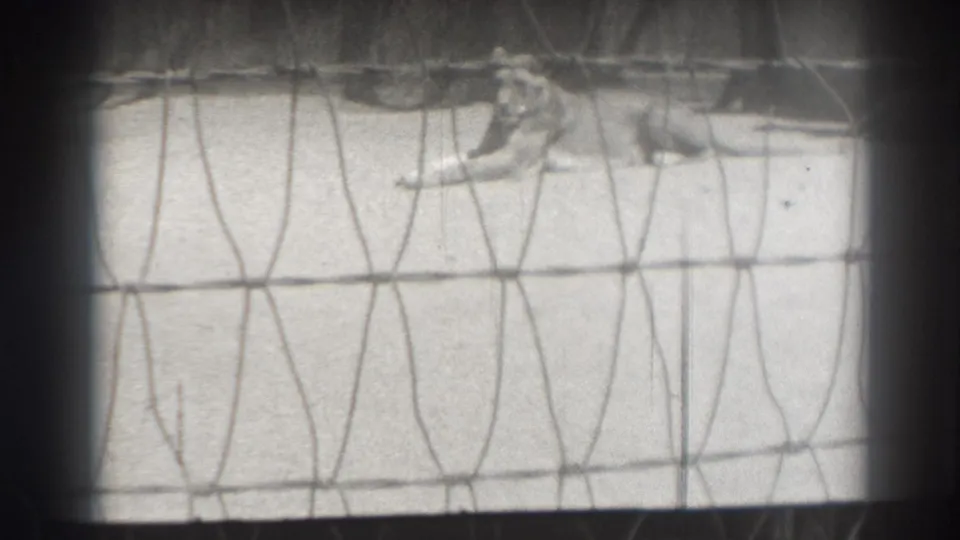 The lion remains still inside the enclosure, viewed through wire mesh with the home-movie camera framed by dark cage bars.