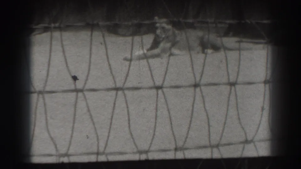 Final frame of the 1937 El Monte clip, with the lion barely moving behind wire mesh and heavy dark bars in the foreground.