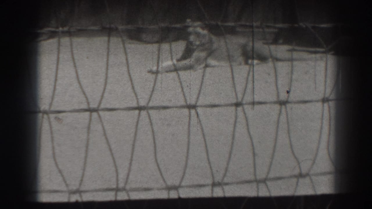 Lion lying behind wire mesh on a concrete enclosure floor.