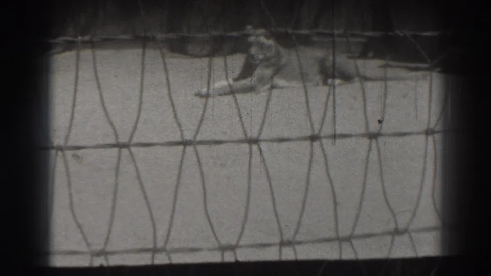 A lion rests behind wire mesh in a 1937 El Monte, California zoo scene shot on 8mm film.