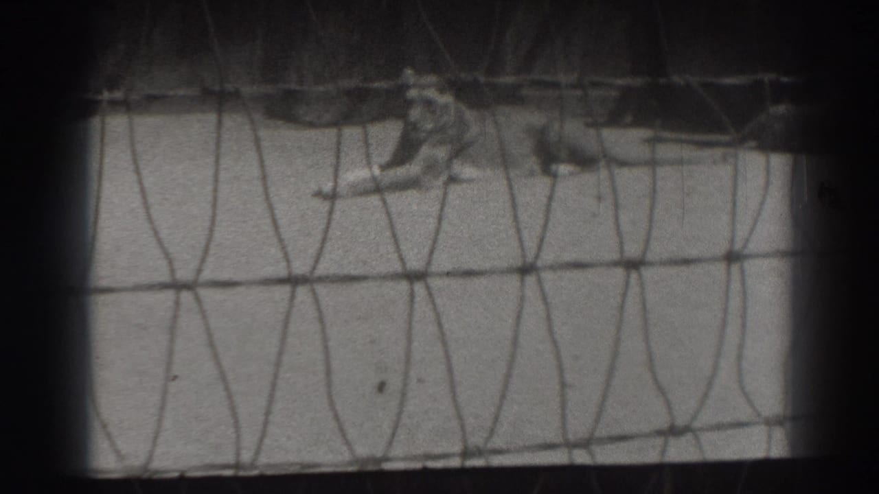 Resting lion seen through wire mesh with dark film borders.