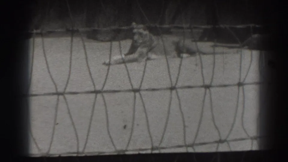 The lion remains lying in the enclosure, partially softened by mesh and 8mm film grain.