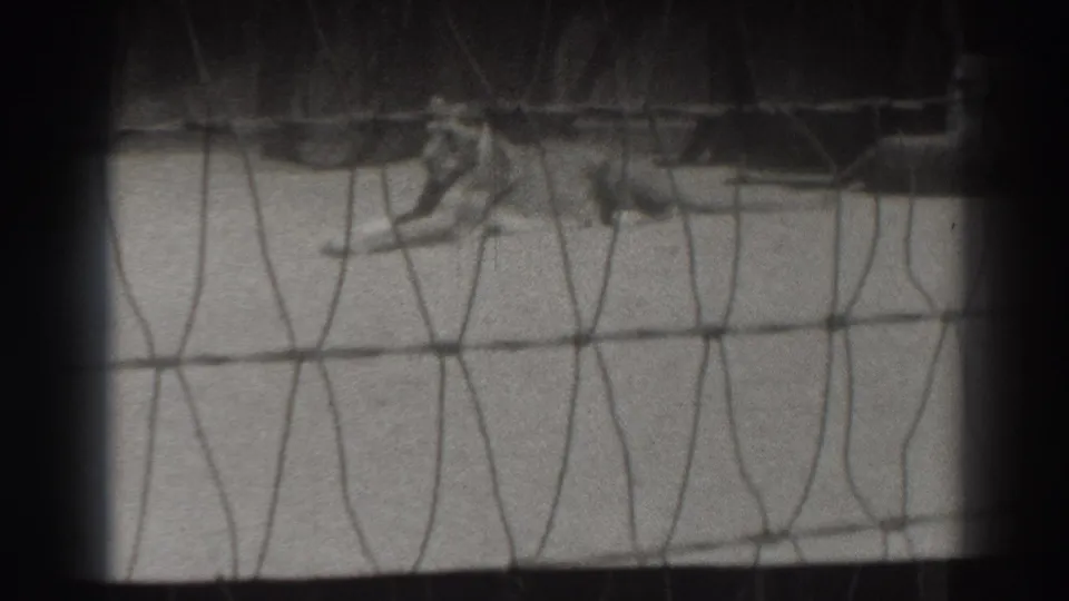 A 1937 home-movie frame shows the lion stretched on concrete behind a wire cage barrier.