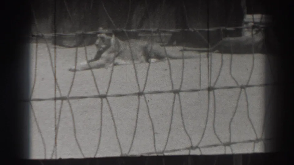 The lion is seen through mesh near the rear of the enclosure in grainy 8mm footage from El Monte, California.