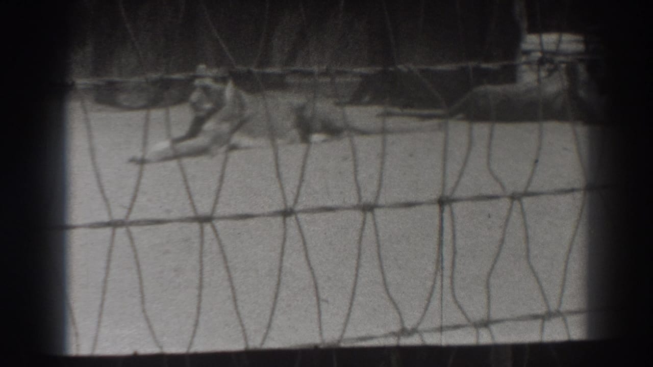 Two lions resting behind wire mesh on a concrete floor.