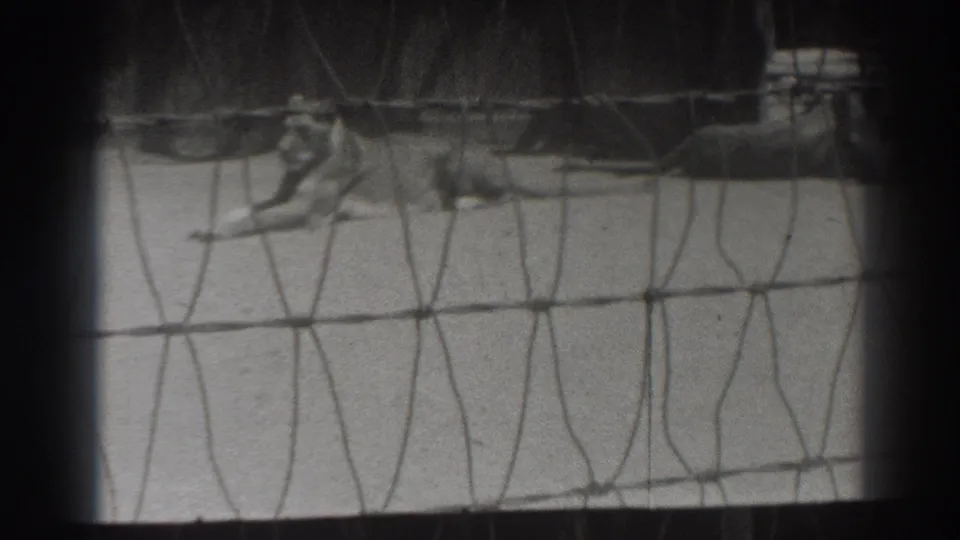 Two lions rest inside a wire mesh enclosure in 1937 El Monte, California home-movie footage.