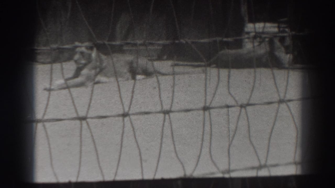 Lions lying behind a wire cage grid with dark enclosure shadows above.