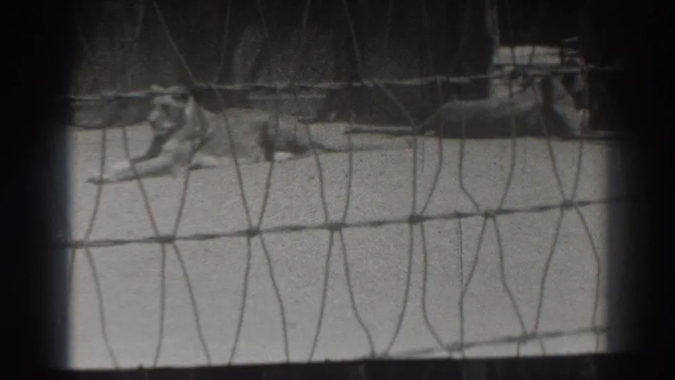 Resting lions are seen through cage mesh in black-and-white 8mm footage from El Monte, California.