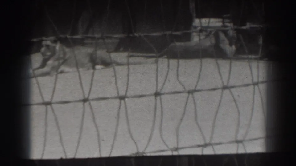 A lion lies near the left side of the enclosure while a second lion rests farther back, viewed through cage wire.