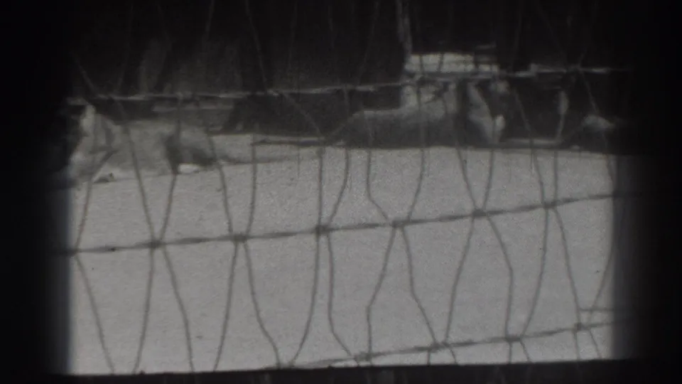 The final frame shows the caged lions still resting behind the wire grid in the 1937 home-movie scene.