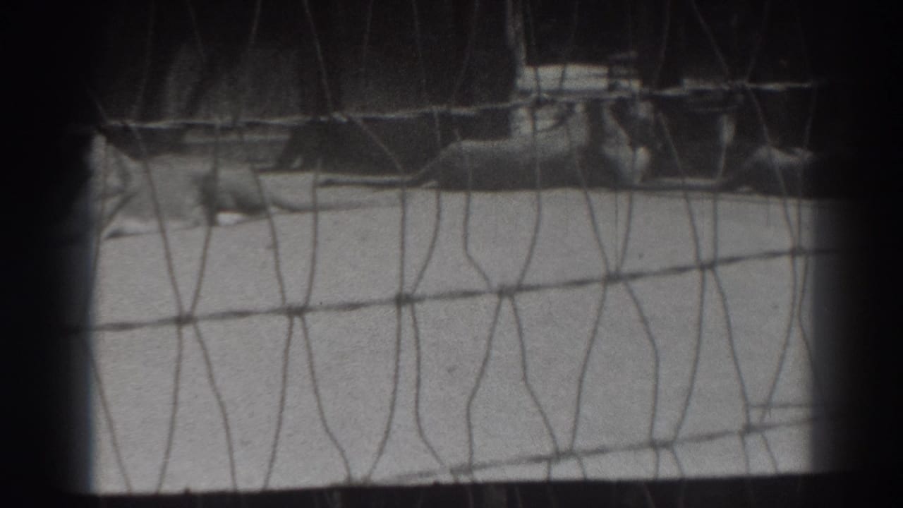 A lion rests behind chain-link fencing in 1937 El Monte, California zoo footage, seen through a dark-edged 8mm frame.
