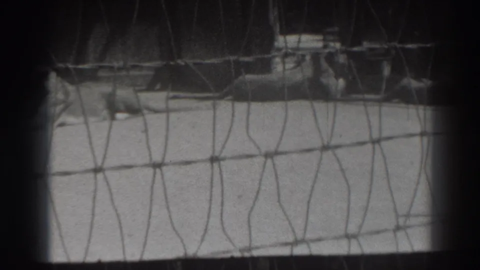 A lion rests behind chain-link fencing in 1937 El Monte, California zoo footage, seen through a dark-edged 8mm frame.
