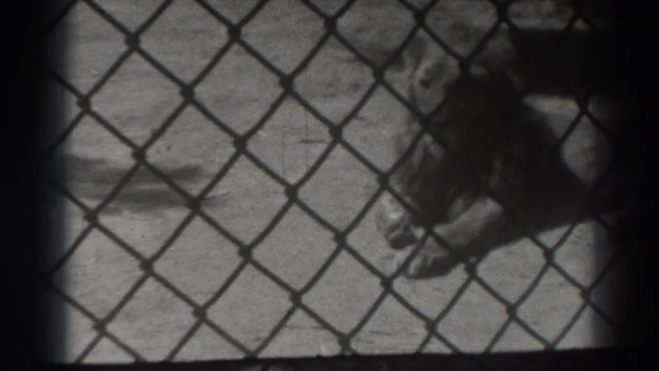 A closer fenced view shows the resting lion on concrete in the 1937 El Monte home-movie zoo footage.