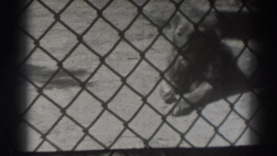 The final visible frame holds on the lion behind chain-link fencing, consistent with the 1937 El Monte zoo metadata.