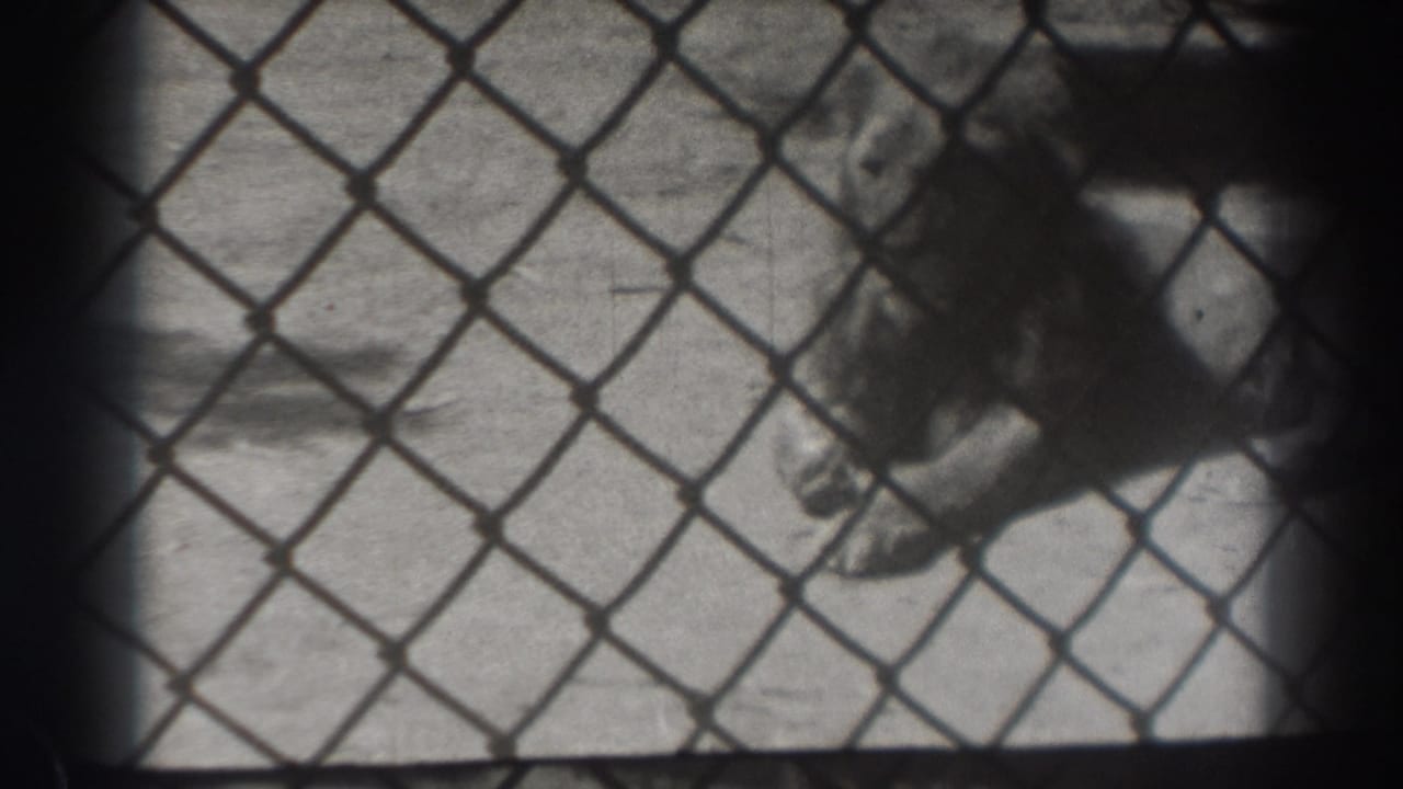 1937 El Monte home-movie frame showing a lion lying behind diamond-pattern chain-link fencing in a concrete zoo enclosure.