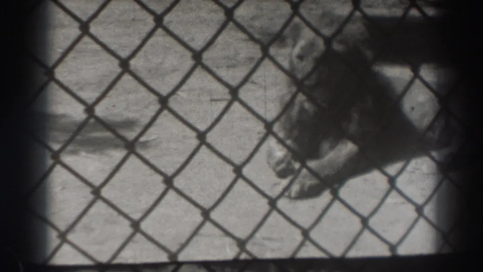 1937 El Monte home-movie frame showing a lion lying behind diamond-pattern chain-link fencing in a concrete zoo enclosure.