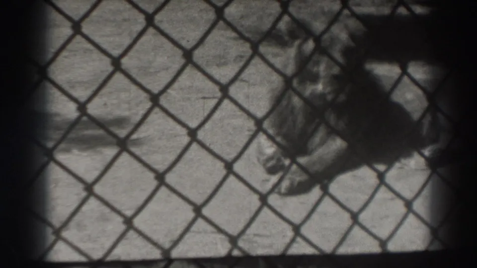1937 El Monte frame with the lion still lying behind the fence, its head and forelegs partly visible through the mesh.
