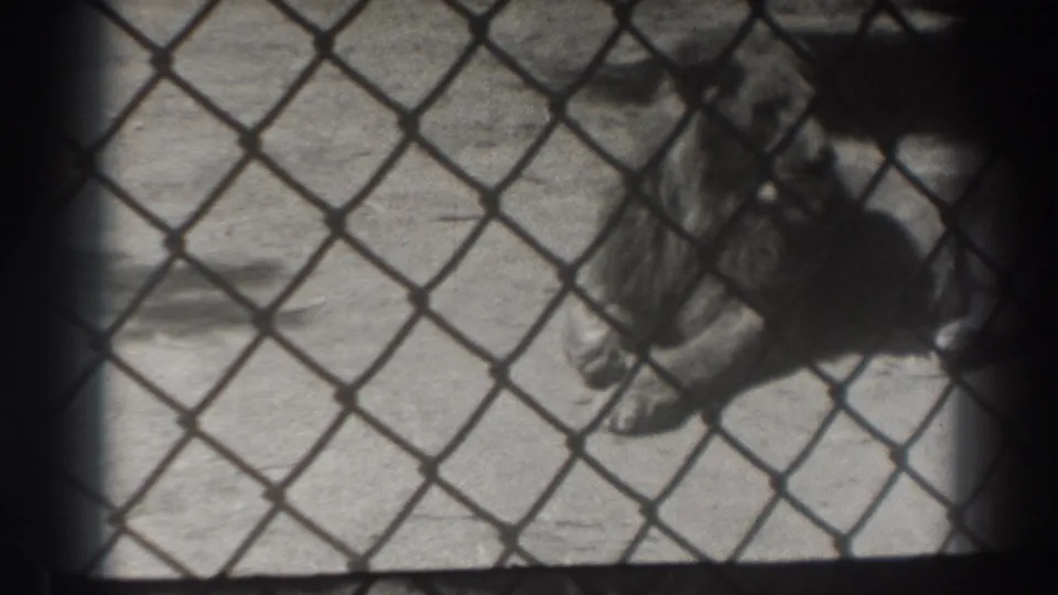 1937 El Monte zoo footage frame showing the lion through a chain-link barrier, with dark vignetting around the 8mm image.