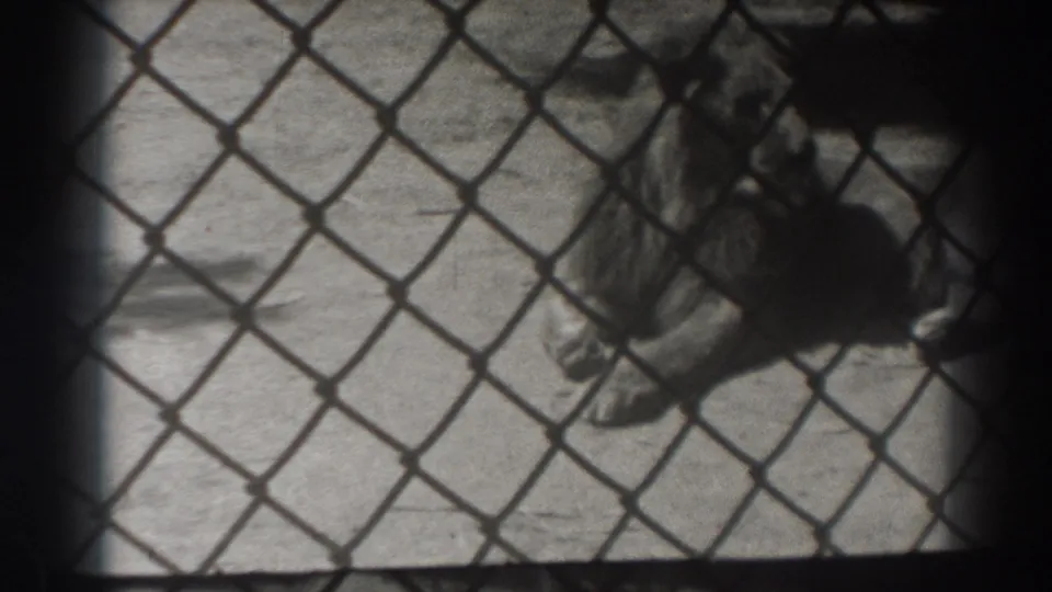 Final 1937 El Monte frame shows the lion still resting on concrete, partly obscured by the enclosure fence and dark 8mm frame edges.