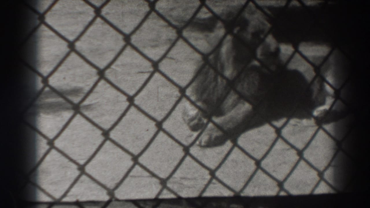Maned lion lying behind a chain-link fence on a concrete zoo floor.