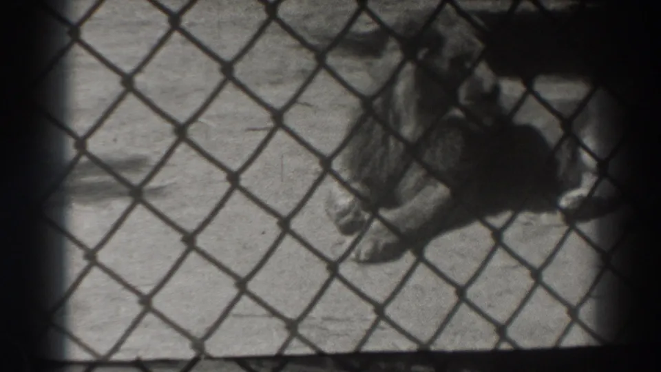 1937 El Monte home-movie frame showing a maned lion resting behind a chain-link fence in a zoo enclosure.