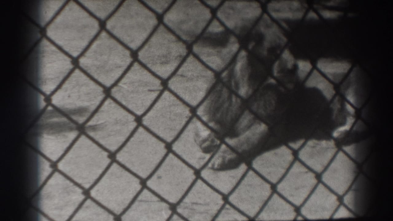 Resting lion viewed through chain-link fence with shadow across the enclosure.