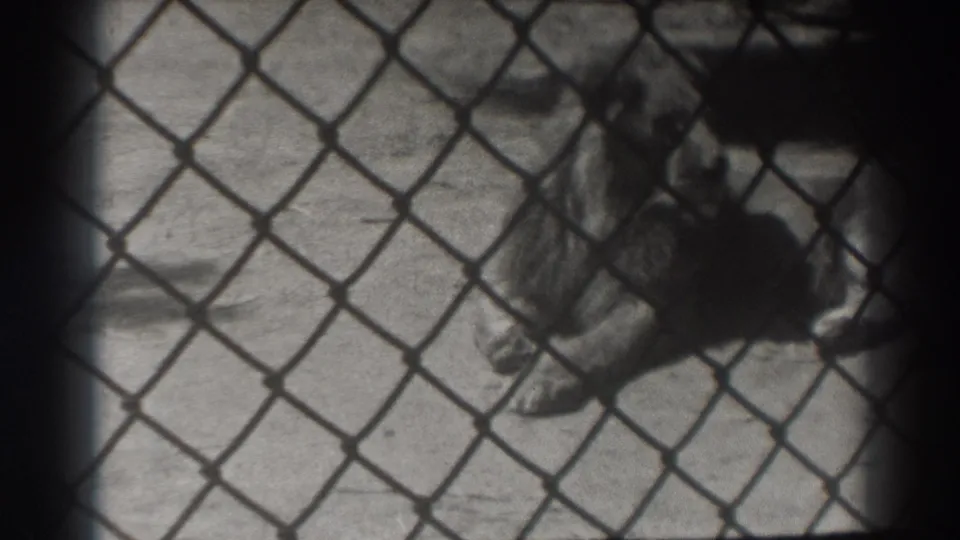 1937 El Monte zoo footage frame with a lion lying inside a fenced concrete enclosure, seen from a visitor viewpoint.