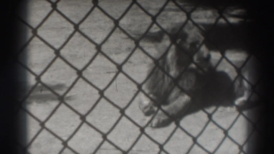 Black-and-white 8mm frame from 1937 El Monte showing a maned lion resting behind chain-link fencing at a zoo.