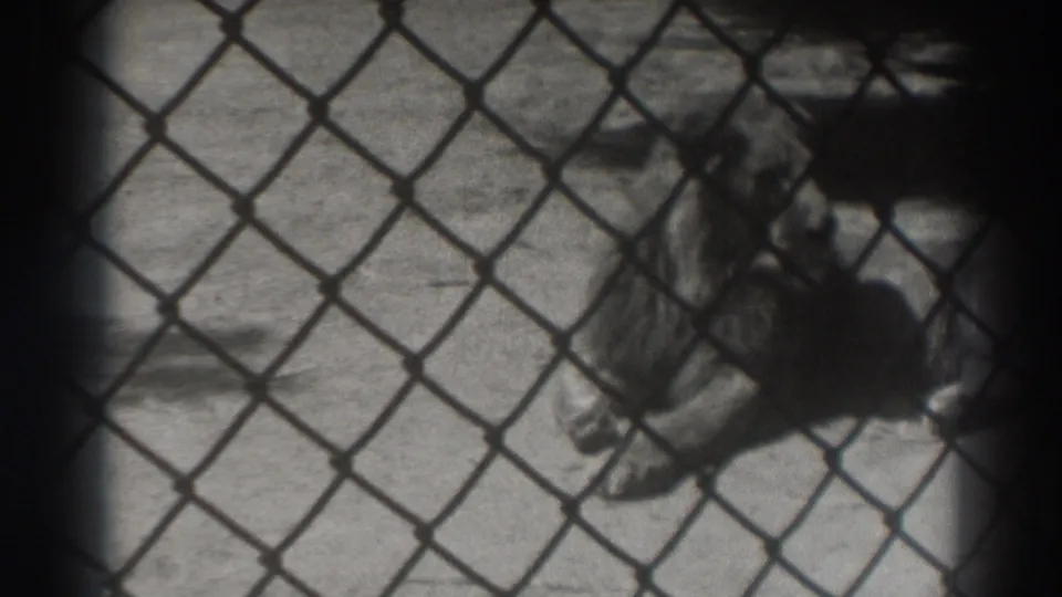 Final frame of 1937 El Monte zoo home-movie footage showing the lion still resting behind the fence.