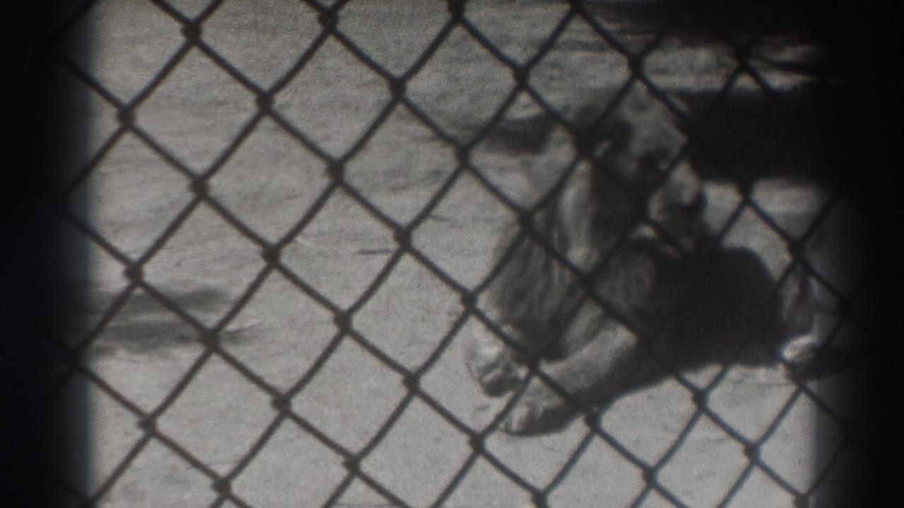 Lion resting on concrete behind a chain-link fence.