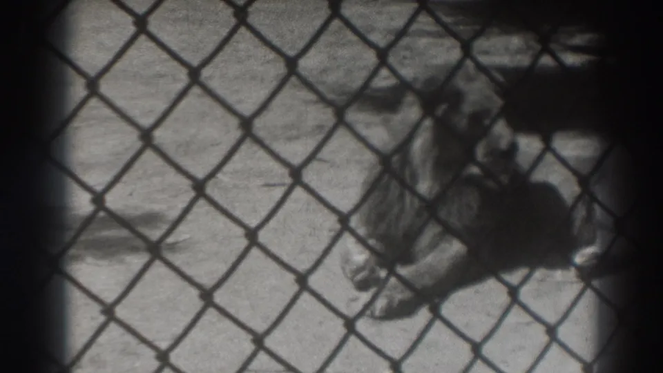 A lion rests on a concrete zoo enclosure floor behind chain-link fencing in 1937 El Monte footage.