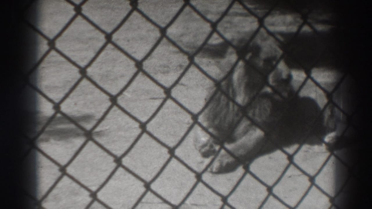 Lion lying behind chain-link fencing with its body partly in shadow.
