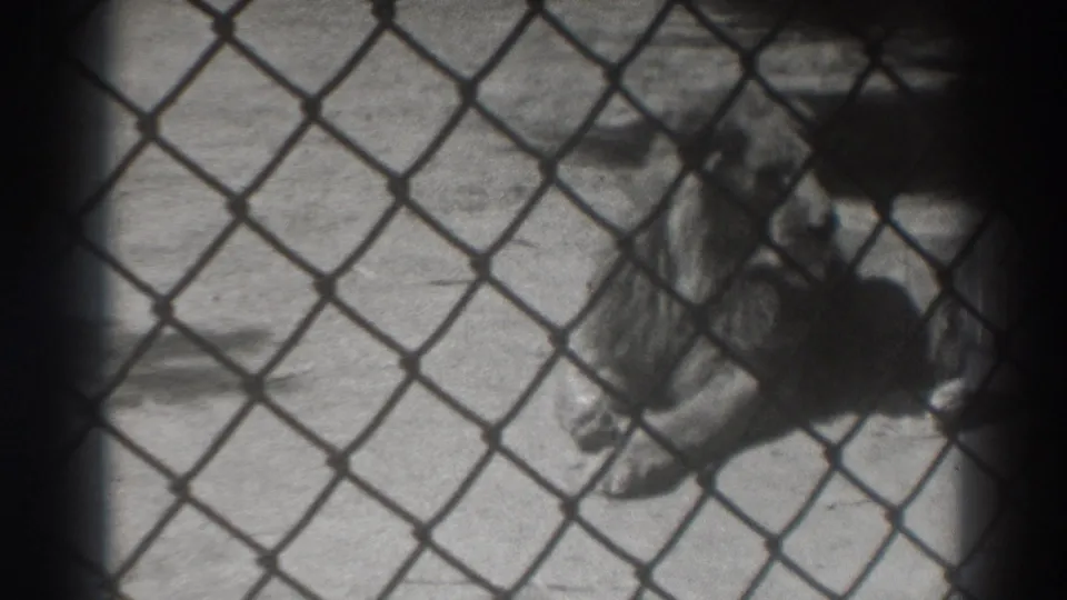 The lion remains on the concrete behind the foreground fence in the El Monte zoo enclosure.
