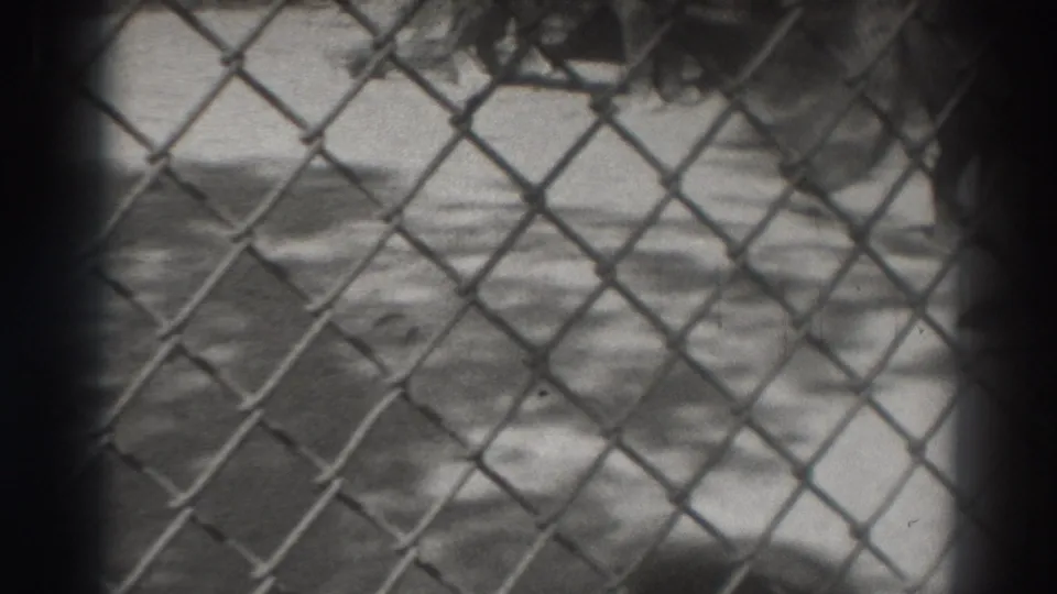 A blurred 8mm frame shows the lion behind the fence, with concrete ground and enclosure shadows visible.