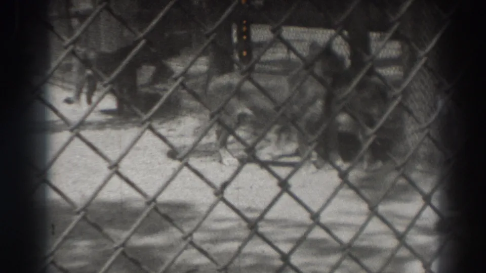 The lion lies near the edge of the zoo enclosure, viewed through the chain-link fence in 1937 El Monte footage.