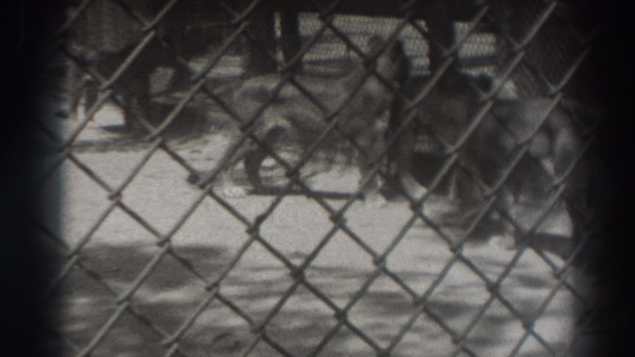 Tigers move behind a chain-link fence in a shadowed enclosure.